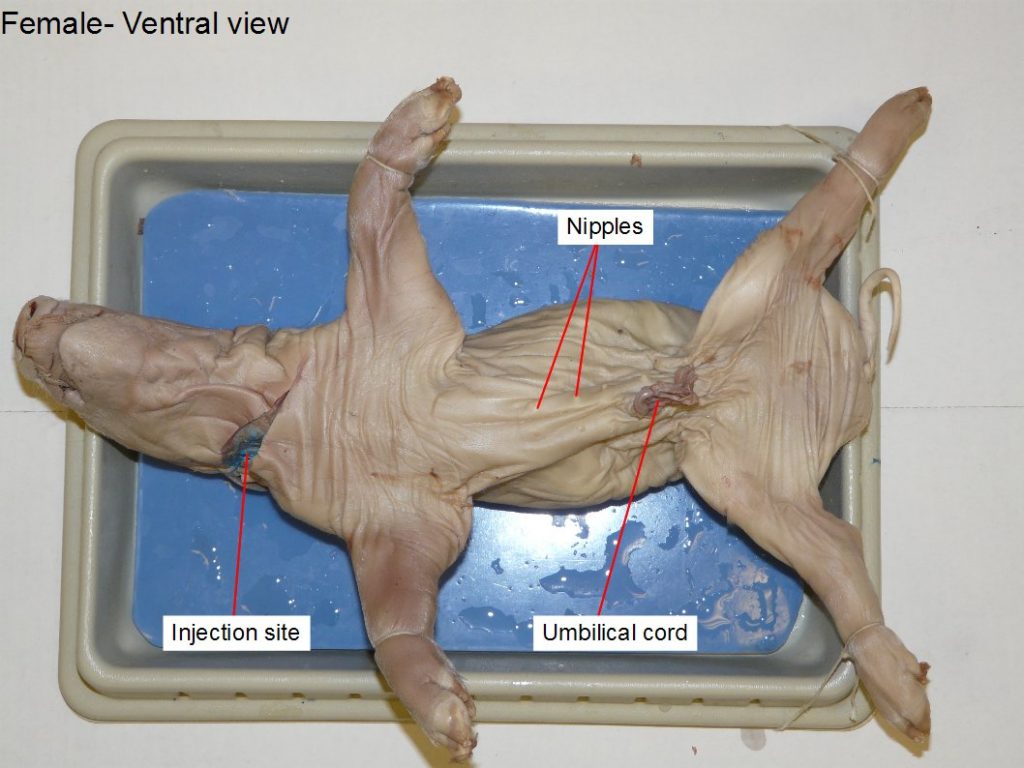 Figure 13.1. Female: injection site, nipples, umbilical cord.