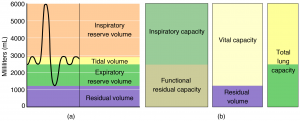 Respiratory Volumes and Capacities.