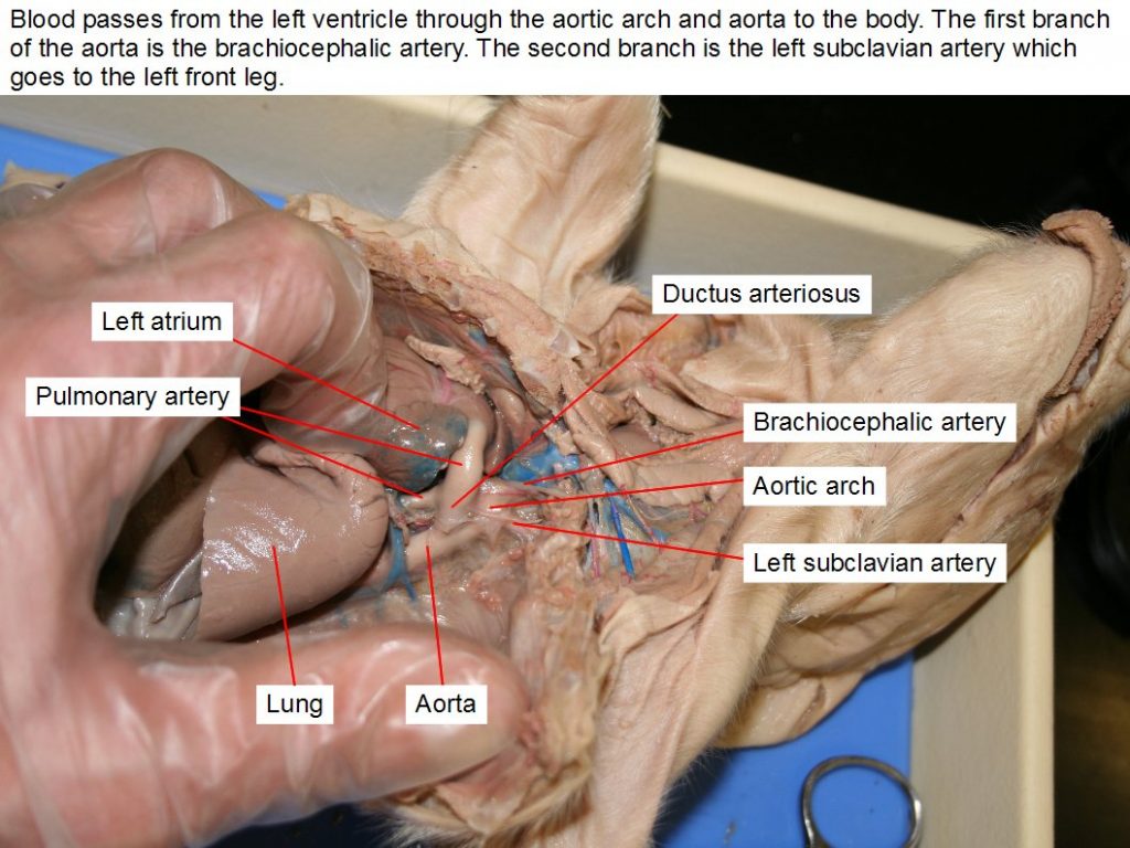 Figure 13.33. Aorta, aortic arch, left atrium, brachiocephalic artery, ductus arteriorus, lung, pulmonary artery, pulmonary trunk, left subclavian artery.