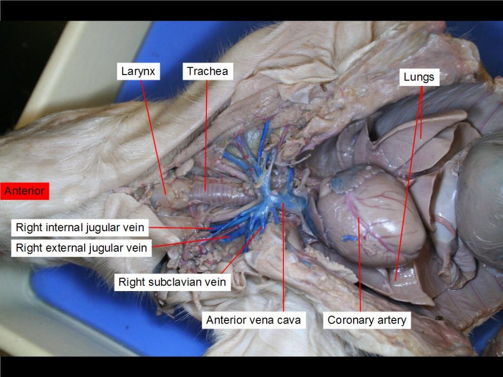 Anterior vena cava, coronary artery, right external jugular vein, right internal jugular vein, larynx, lungs, right subclavian vein, trachea.