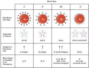 Blood typing table with red blood cells, antigens, and antibodies.