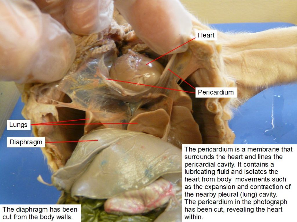 Thoracic cavity. Diaphragm, heart, lungs, pericardium.