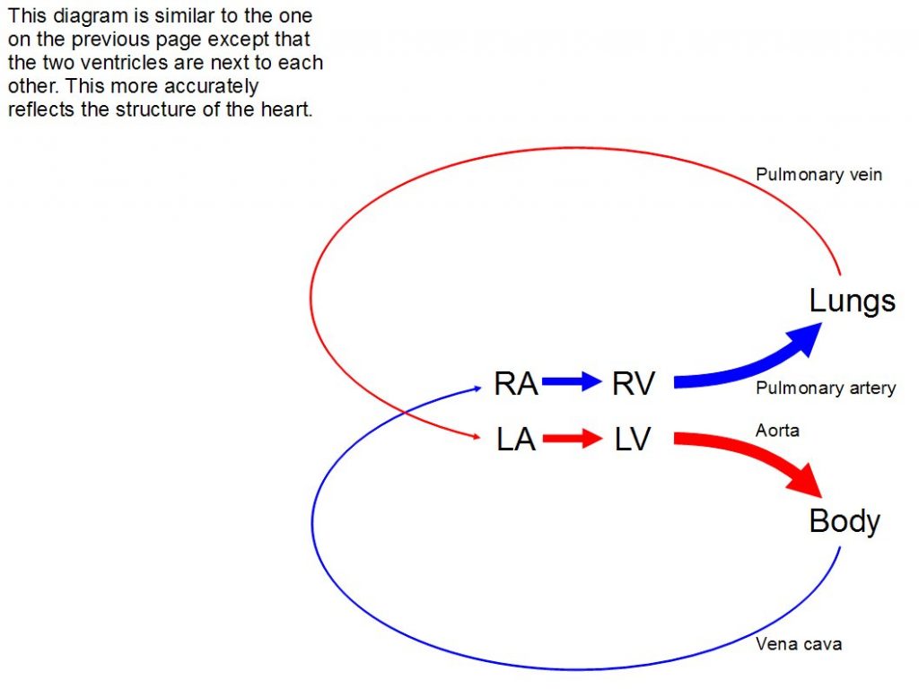 Schematic of systemic and pulmonary blood flow.