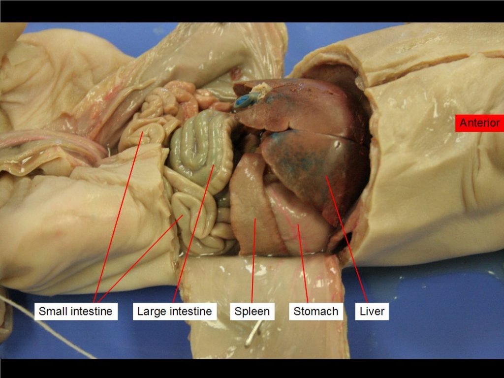 Large intestine, liver, small intestine, spleen, stomach.
