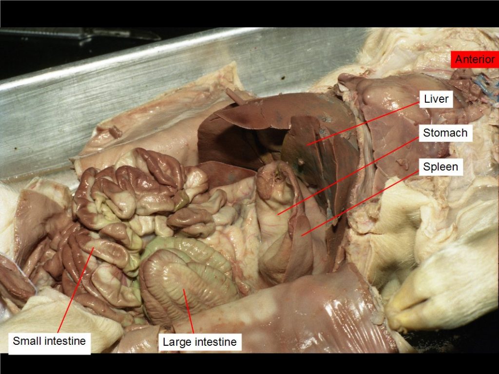 Large intestine, liver, small intestine, spleen, stomach.