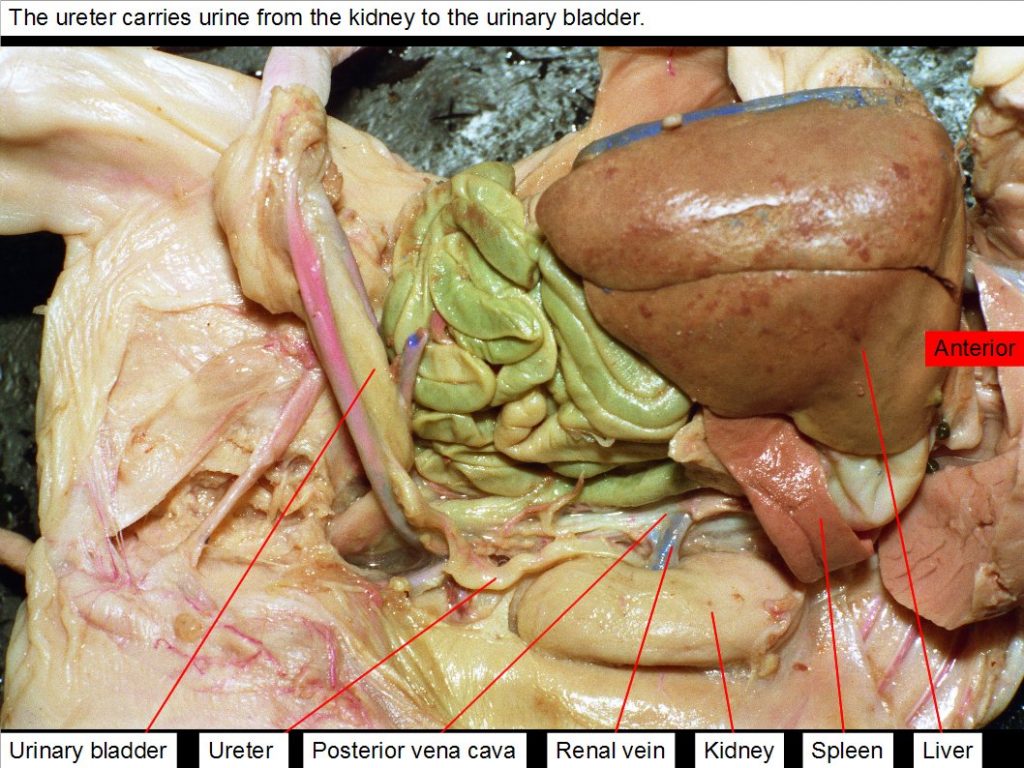 Kidney, liver, posterior vena cava, renal vein, spleen, ureter, urinary bladder.