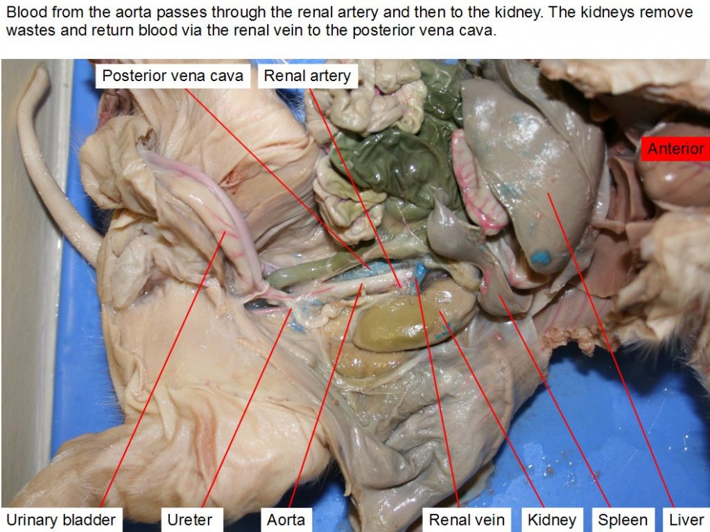 Aorta, kidney, liver, posterior vena cava, renal artery, renal vein, spleen, ureter, urinary bladder.