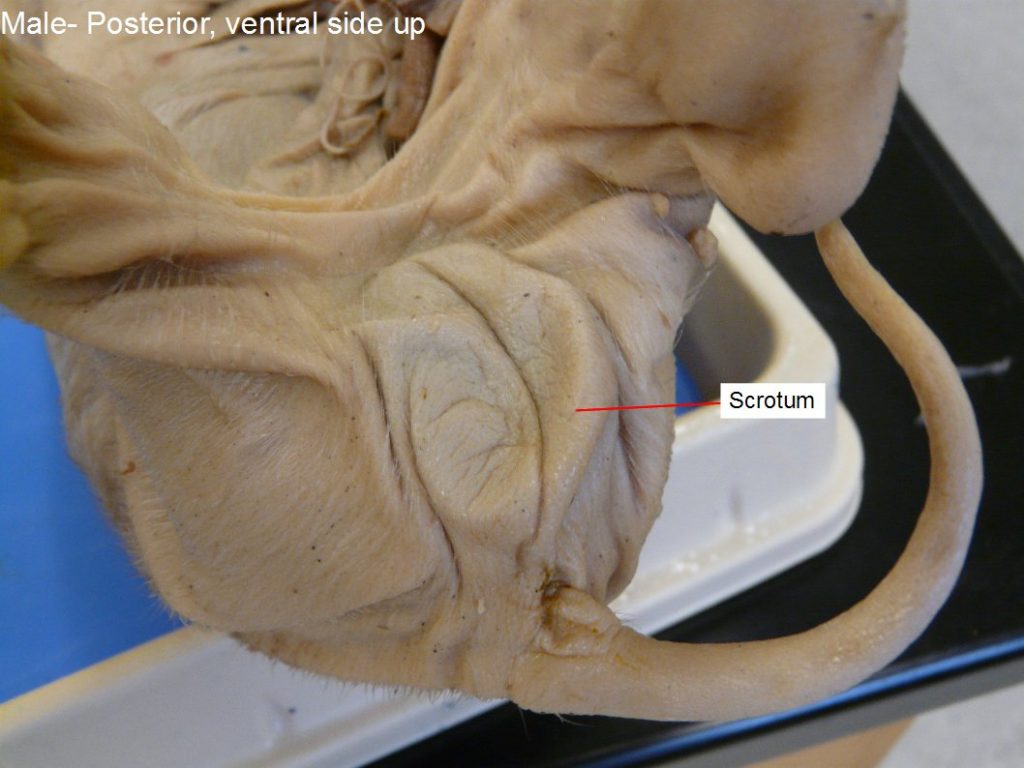 Figure 13.3. Male: scrotum.