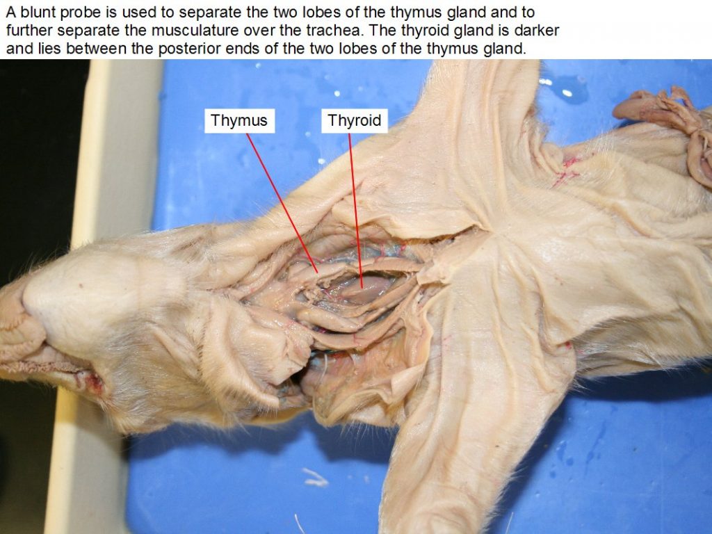 Ventral view of open neck. Thymus and thyroid.