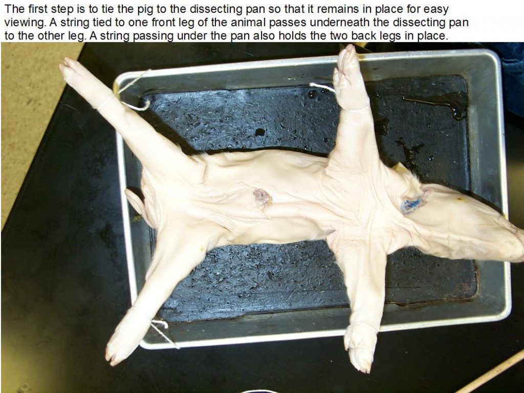 Figure 13.5. Secured pig in tray. Ventral view. Limbs extended laterally.