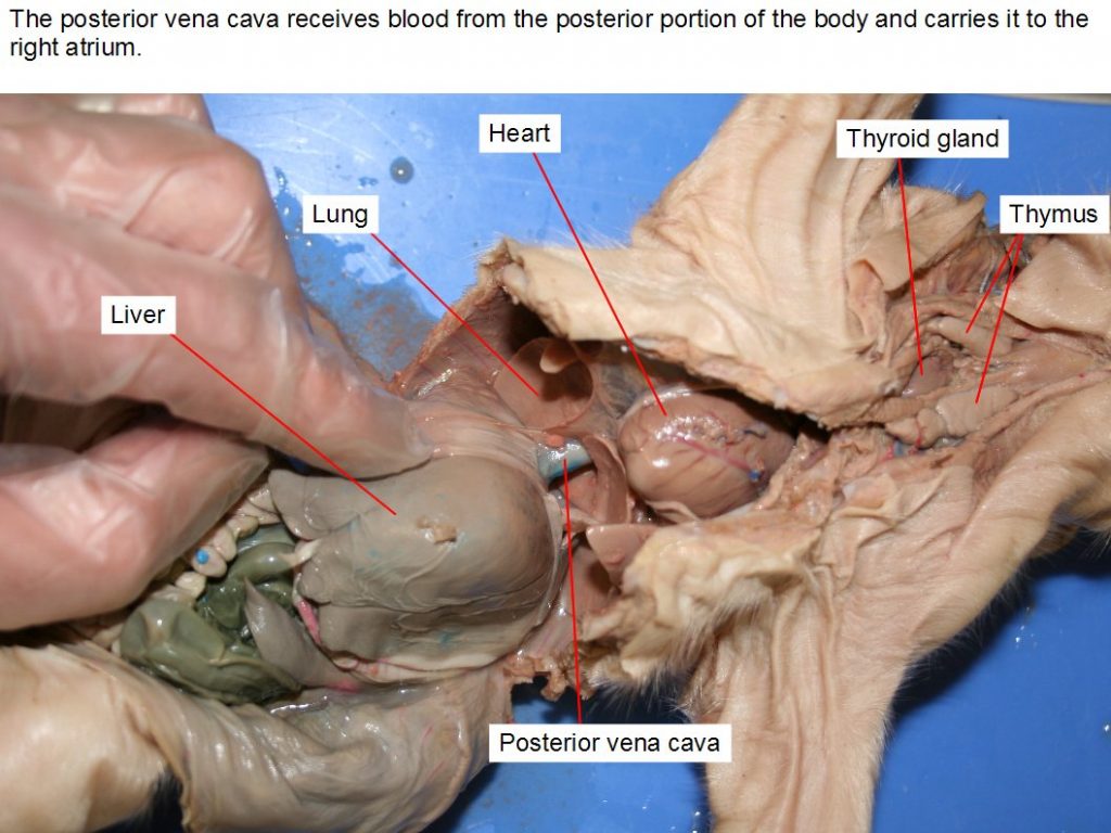 Heart, liver, lung, posterior vena cava, thymus, thyroid.