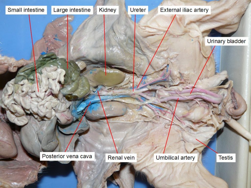External iliac artery, kidney, large intestine, posterior vena cava, renal vein, small intestine, testis, umbilical artery, ureter, urinary bladder.