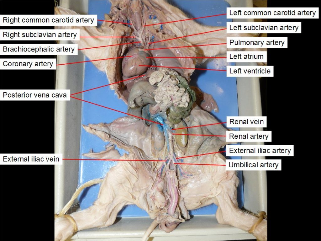 Left atrium, brachiocephalic artery, left common carotid artery, right common carotid artery, coronary artery, external iliac artery, external iliac vein, posterior vena cava, pulmonary trunk, renal artery, renal vein, left subclavian artery, right subclavian artery, umbilical artery, left ventricle
