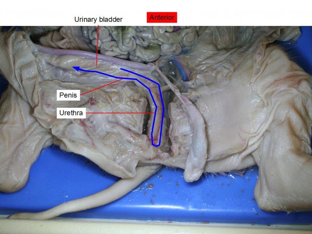 Path of urine flow. Male pelvic cavity. Penis, urethra.