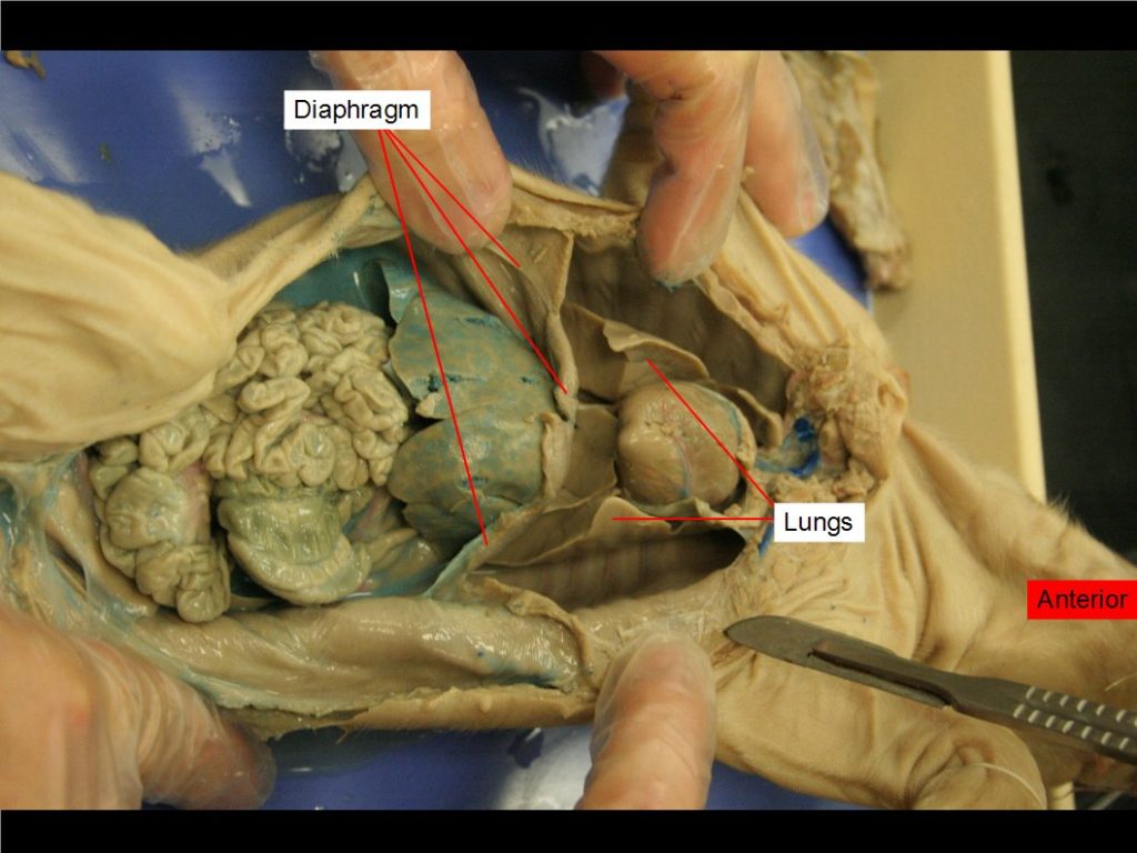 Thoracic and abdominal cavity. Heart, diaphragm, lungs, liver, intestines.