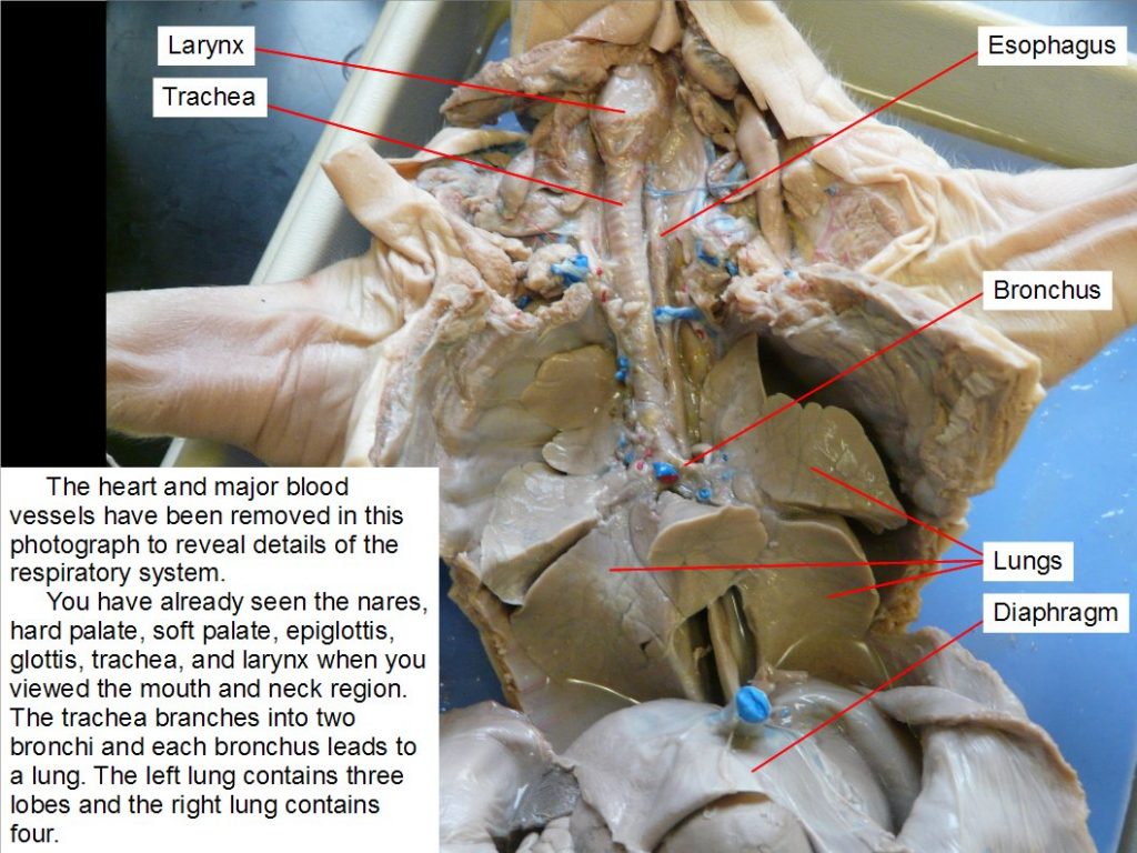 Respiratory system. Ventral view. Open thoracic cavity. Heart removed.