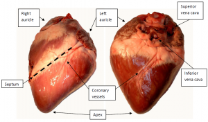 Left: Frontal view of the heart. Right: Posterior view.