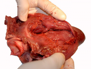 Inside of the right ventricle.