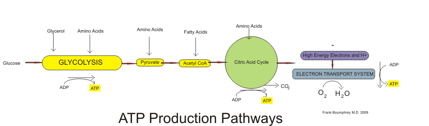 ATP production pathways