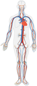 "Diagram of human figure with veins in red and arteries in blue ."