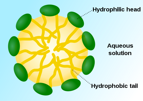 Illustration of a micelle formed by phospholipids. The hydrophilic heads are on the perimeter of the micelle, with the hydrophonic heads on the inside in an aqueous solution.