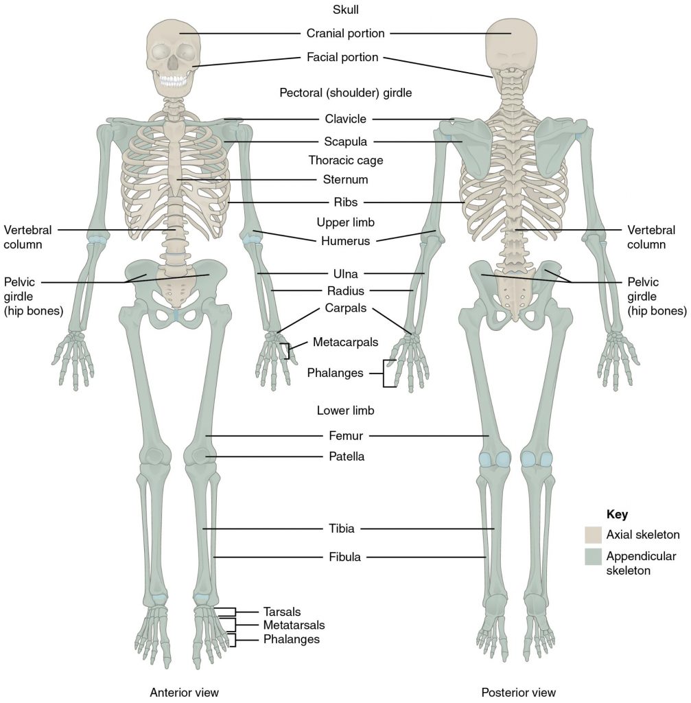 Antierior and posterioer of Axial skeleton labelled in beige: skull, cranial portion, thoracic cage, sternum, ribs, vertebral column; and Appendicular skeleton labelled in blue-green: pectoral or shoulder girdle, clavicle, scalpula, humerus, ulna, radius, carpals, metacarpals, phalanges, pelvic girdle (hip bones), femur, patella, tibia, fibula, tarsals, metatarsals, phalanages.