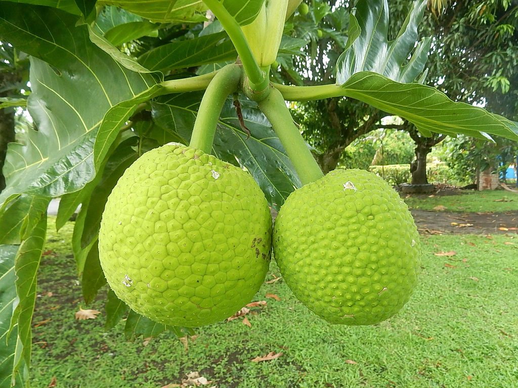 Two breadfruit hanging off breadfruit tree
