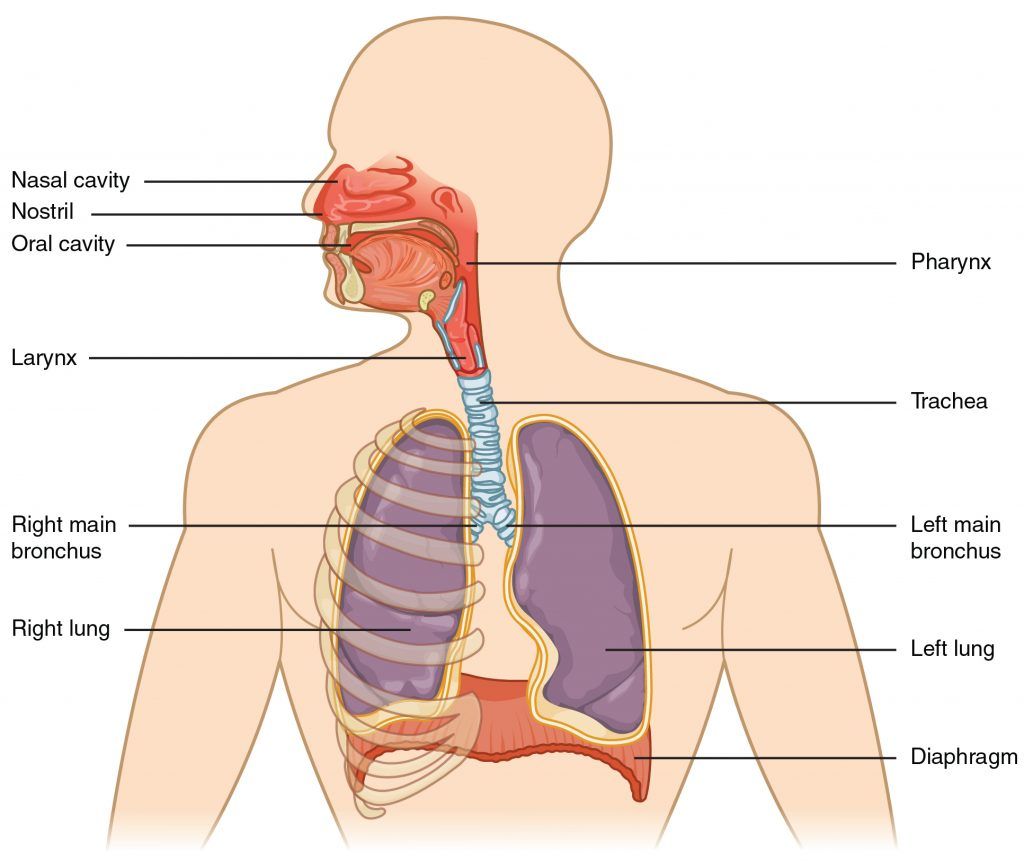 Illustration showing major structures of the respiratory system incuding nasal cavity, nostril, oral cavity, pharynx, larynx, teachea, right and left main bronchus, right and left lungs, and diaphragm
