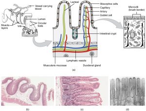 Illustration and microscopy of the internal surface of the small intestines.