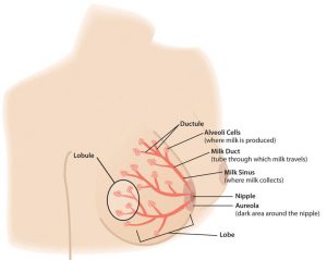 Parts of the breast involved in milk production