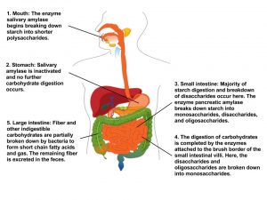 A human figure showing major organs involved in carbohydrate digestion. 1. Mouth: The enzyme salivary amalyse begins breaking down starch into shorter polysaccharides. 2. Stomach: Salivary amylase is inactivated and no further carbohydrate digestion occurs 3. Small intestine: Majority of starch digestion and breakdown of disaccharides occur here. The enzyme pancreatic amylase breaks down starch into monosaccharides, disaccharides, and oligosaccharides. 4. The digestion of carbohydrates is completed by the enzymes attached to the brush border of the small intestinal villi Here, the disaccharides and oligosaccharides are broken down into monosaccharides.