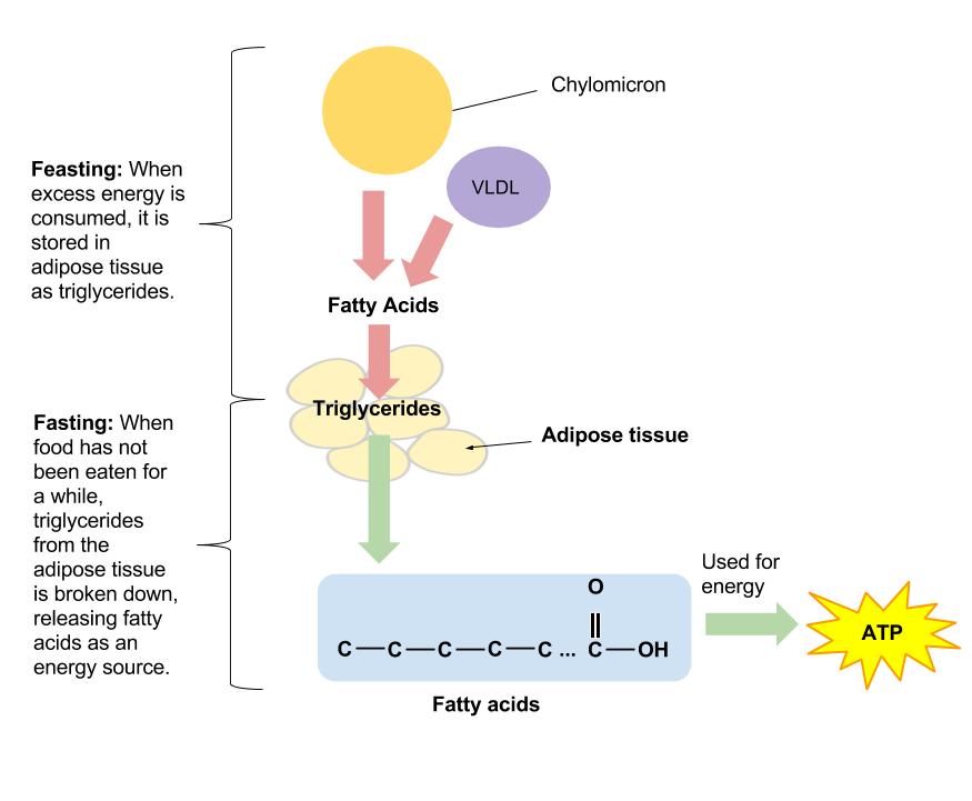 Diagram showing feasting, when excess energy is consumed, it is stored in adipose tissue as triglycerides. Fasting: When food has not been eaten for a while, triglycerides from adipose tissue is broken down releasing fatty acids as an energy source.