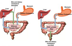 Two illustrations of the human digestive system: 1. Dietary cholesterol from the stomach enters the small intestines without soluble fiber. Afterwards bile and dietary cholesterol are absorbed into the liver producing bike which goes back into the small intestines. 2. Dietary cholesterol goes from the stomach to the small intestines along with bile produced from the liver which then forces bike and dietary cholesterol to be excreted.