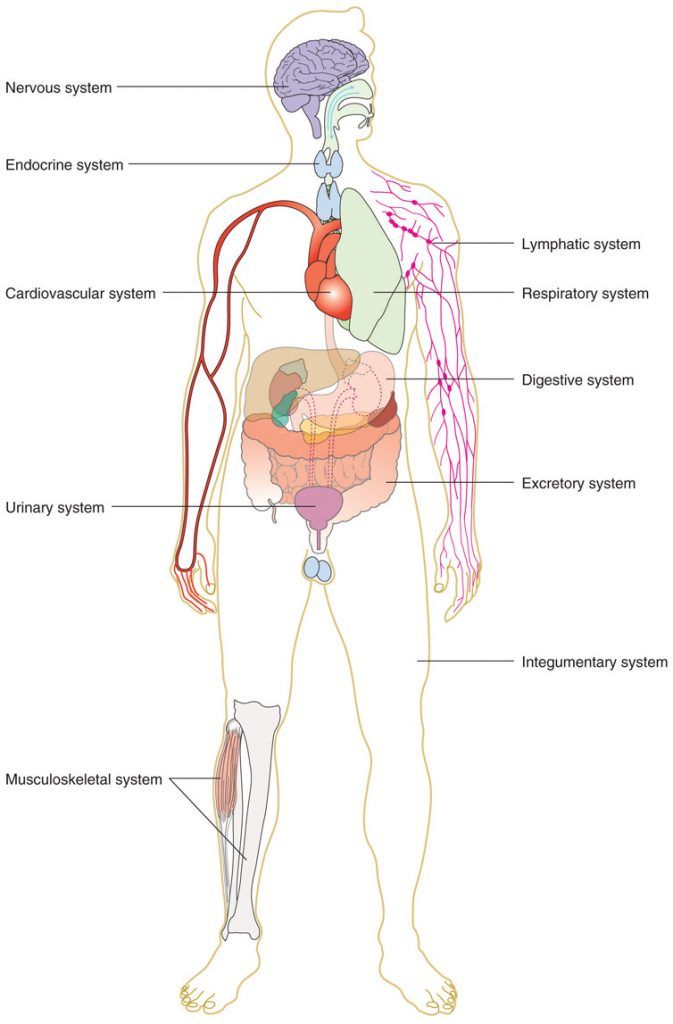 Diagram of human body showing major organ systems including: nervous system, endocrine system, cardiovascular system, urinary system, musculoskeletal system, lymphatic system, respiratory system, digestive system, excretory system, integumentary system