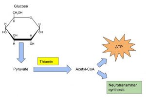 Figure 9.10 The Role of Thiamin