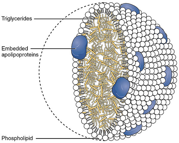 An illustration of a chylomicron containing Triglycerides Cholesterol Molecules, embedded apolipoproteins and phospholipids
