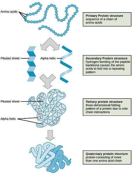 The four structural levels of proteins. Primary Protein structure - sequence of a chain of amino acids. Secondary Protein structure - hydrogen bonding of the peptide backbone causes the amino acids to fold into a repeating pattern. Tertiary protein structure - three-dimensional folding pattern of a protein due to side chain interactions. Quarternary protein structure - protein consisting of more than one amino acid chain
