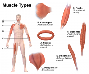 Illustration of a human figure highlighting the 6 muscle types with close up illustrations of each type: A: Circular (orbicularis oris muscle) B: Convergent (Pectoralis muscle), C: Multipennate (Deltoid muscle), D: Parallel (Biceps brachii muscle), E: Unipennate (Extensor digitorum muscle), F: Bipennate (Rectus femoris muscle).
