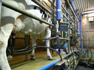 A cow being milked by an automatic milker machine