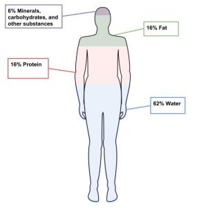 A simple outline of a human figure showing overall composition by color: blue, water 62%; pink, protein 16%; green, fat 16%; purple, minerals, carbohydrates, amd other substances