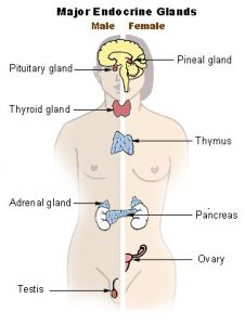 figure showing major endocrine glands: pineal gland, pituitary gland, thyroid gland, thymus, adrenal gland, pancreas, ovary, and testis