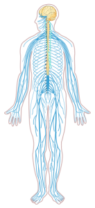 Illustration of the human body showing the nerves emanating from the brain and spinal cord branching throughout all of the body.