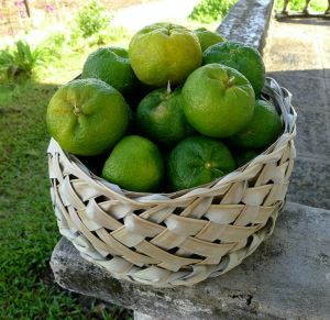 Green bunch of tangerines in woven basket.