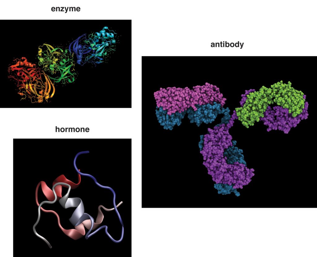 3D illustrations of three kinds of proteins: enzyme, antibody, hormone