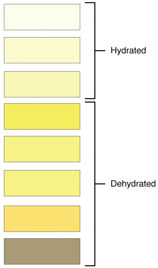 A swatch of eight colors, the first three colored pale yellow indicating a hydrated person, the last five darker yellow and somewhat brown indicating a dehydrated person.