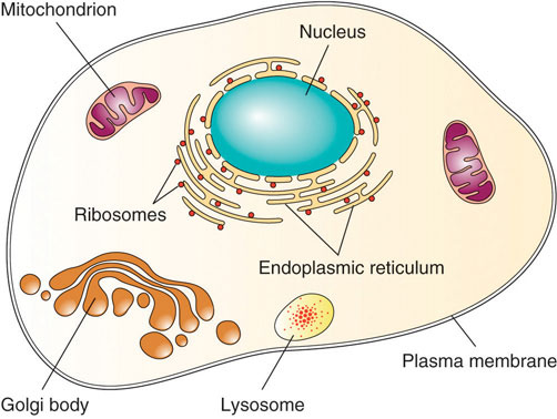 Illustration of a cell with plasma membrane mitochondrian, ribosomes, nucleus, endoplasmic reticulum, golgi body, and lysosome,