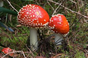 Poisonous mushrooms with red caps