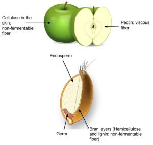 Diagram showing illustration of apple: cellulose in the skin: non-fermentable fiber. Pectin: viscous fiber. Also an illustration of wheat germ including endosperm, germ, and bran layers (Hemicellulose and lignin: non-fermentable fiber)