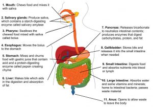 diagram of internal organs of the digestive system: mouth, salivary glands, pharynx, esophagus, stomach, liver, pancreas, gallbladder, small intesting, large intestine, anus