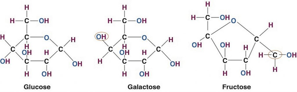 Structures of the Three Most Common Monosaccharides: Glucose, Galactose, and Fructose